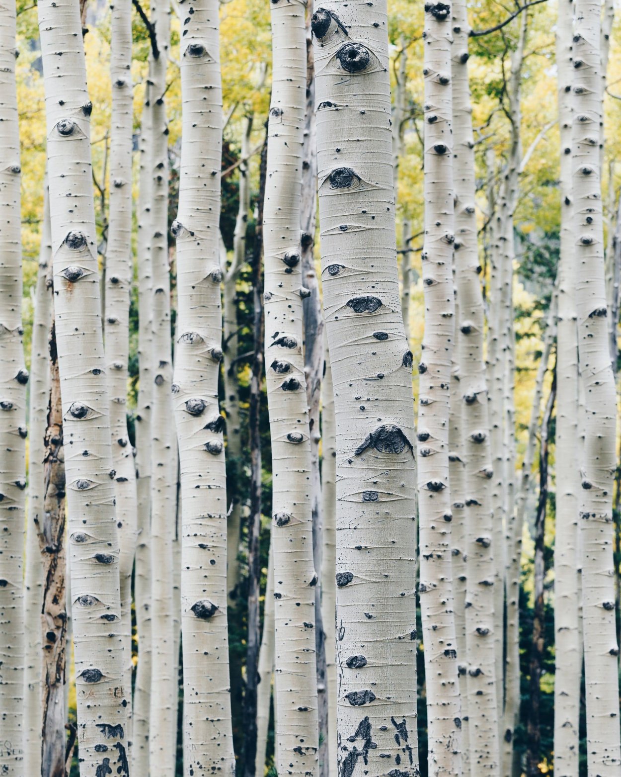 Aspen Trees модель