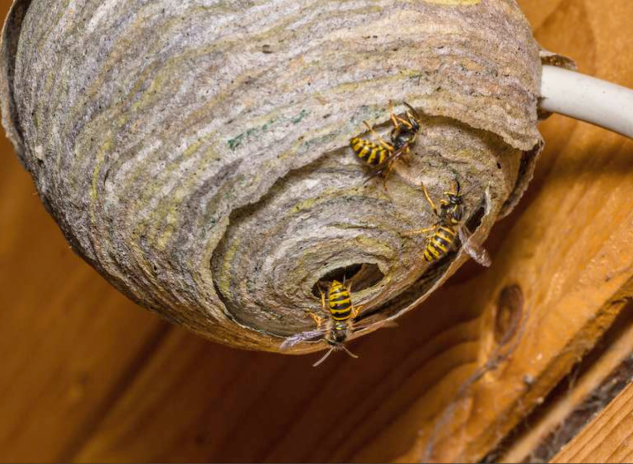 Дикий пчелиный улей