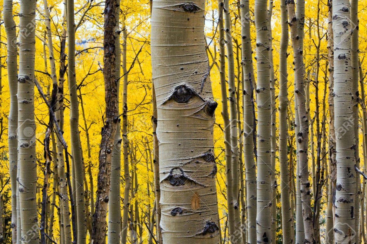 Осина (Populus tremula)