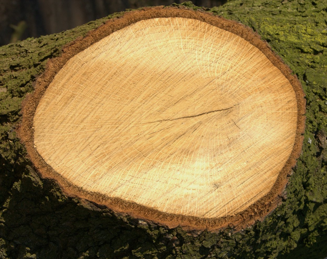 Желтая береза Канада