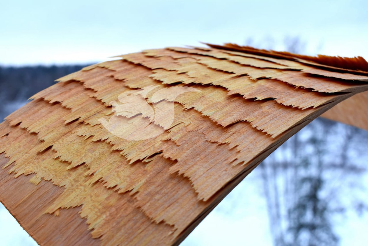 Тополь черный осокорь