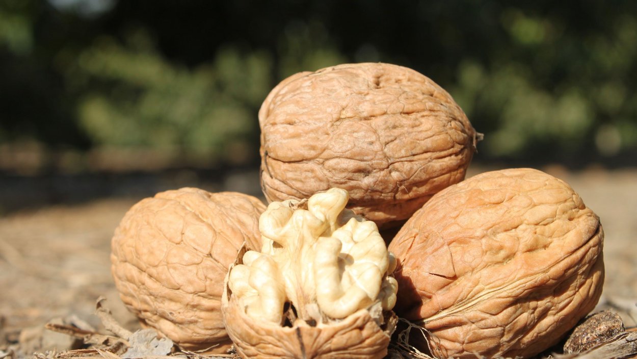 Грецкий орех сорт Чандлер