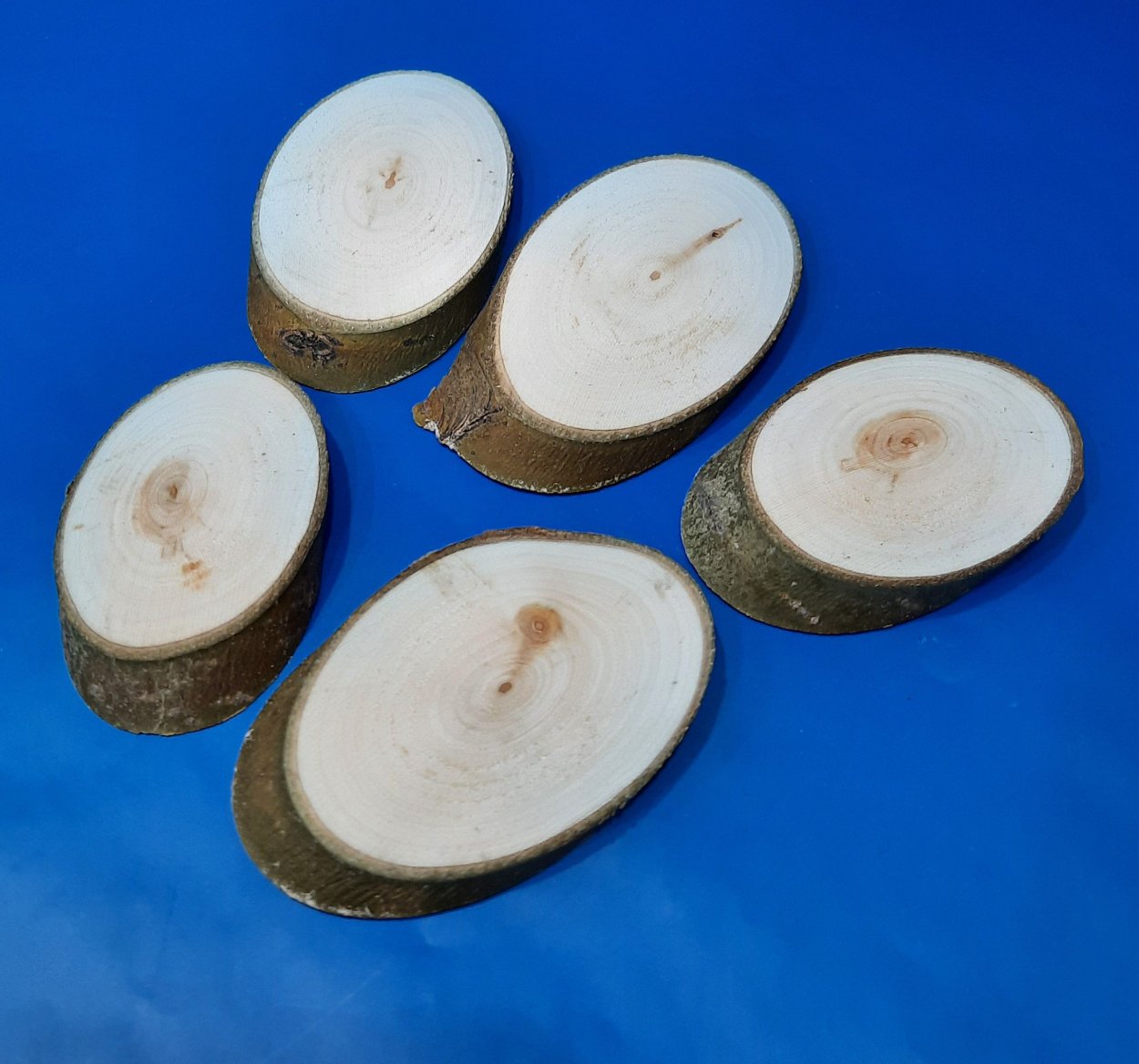 Ствол березы