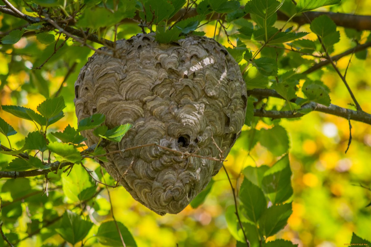 Шершень гнездо Рой