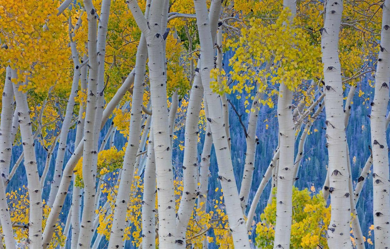 Светлана Лансе Ботаническая живопись