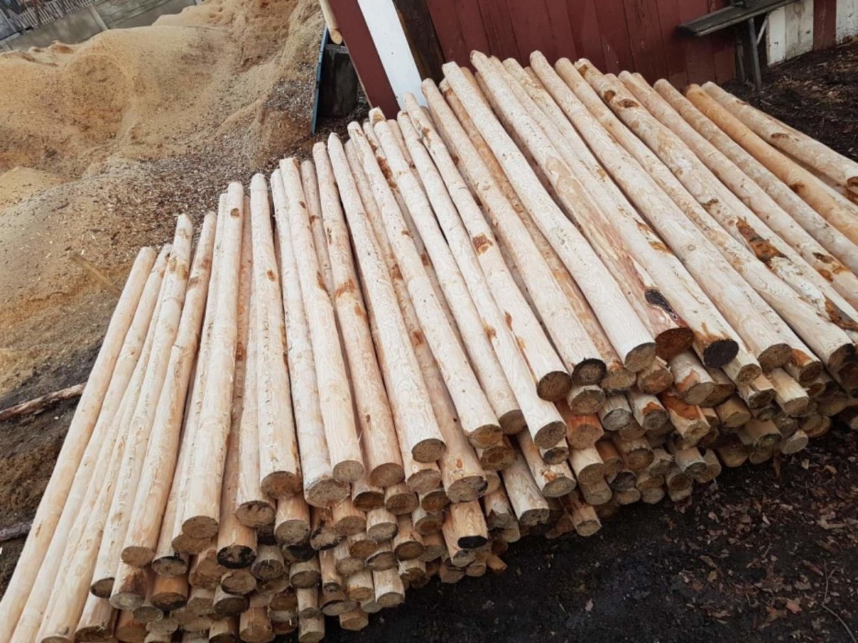 Осина (Populus tremula)