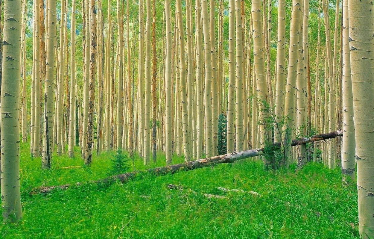 Берёзовая роща Волгоград