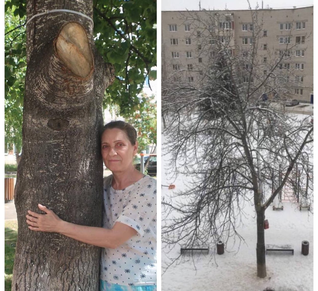 Осень сосны и березы