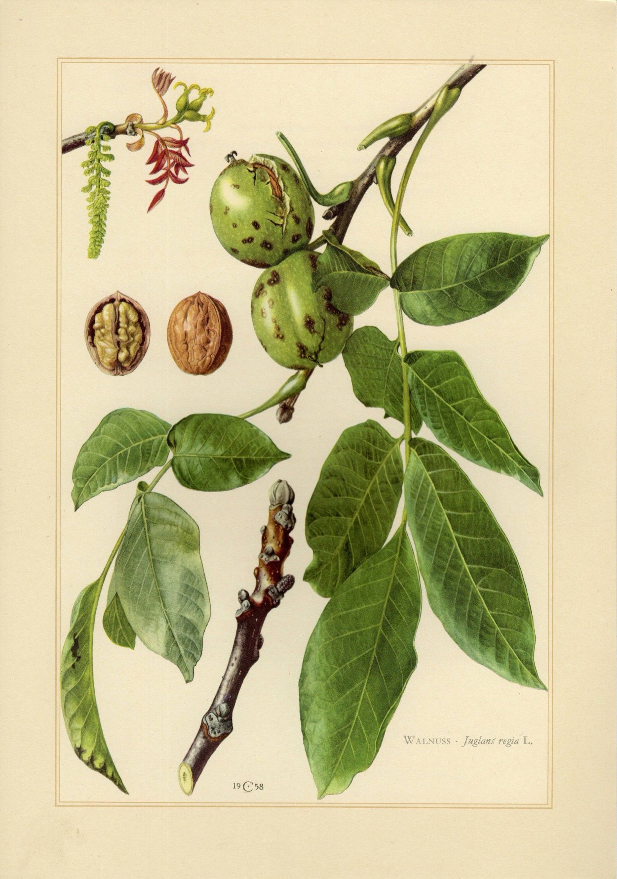 Juglans Regia Ботаническая иллюстрация