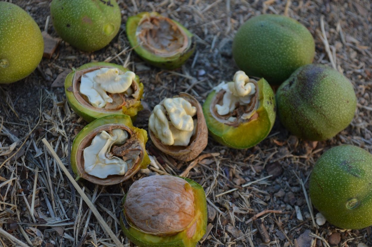 Свежий грецкий орех