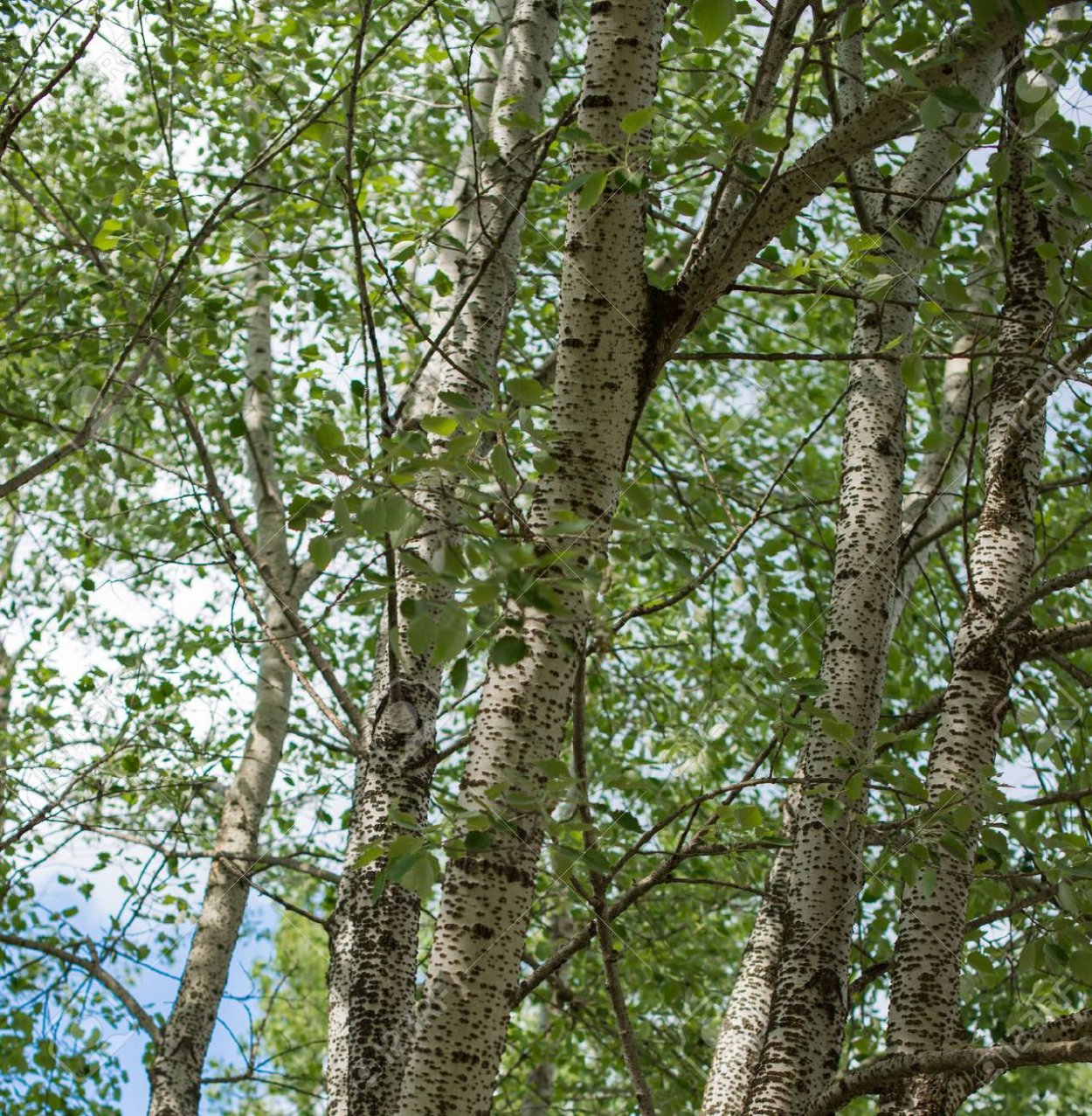 Дерево Тополь дуба