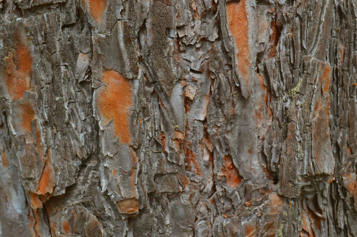 Кора сосны Альфа