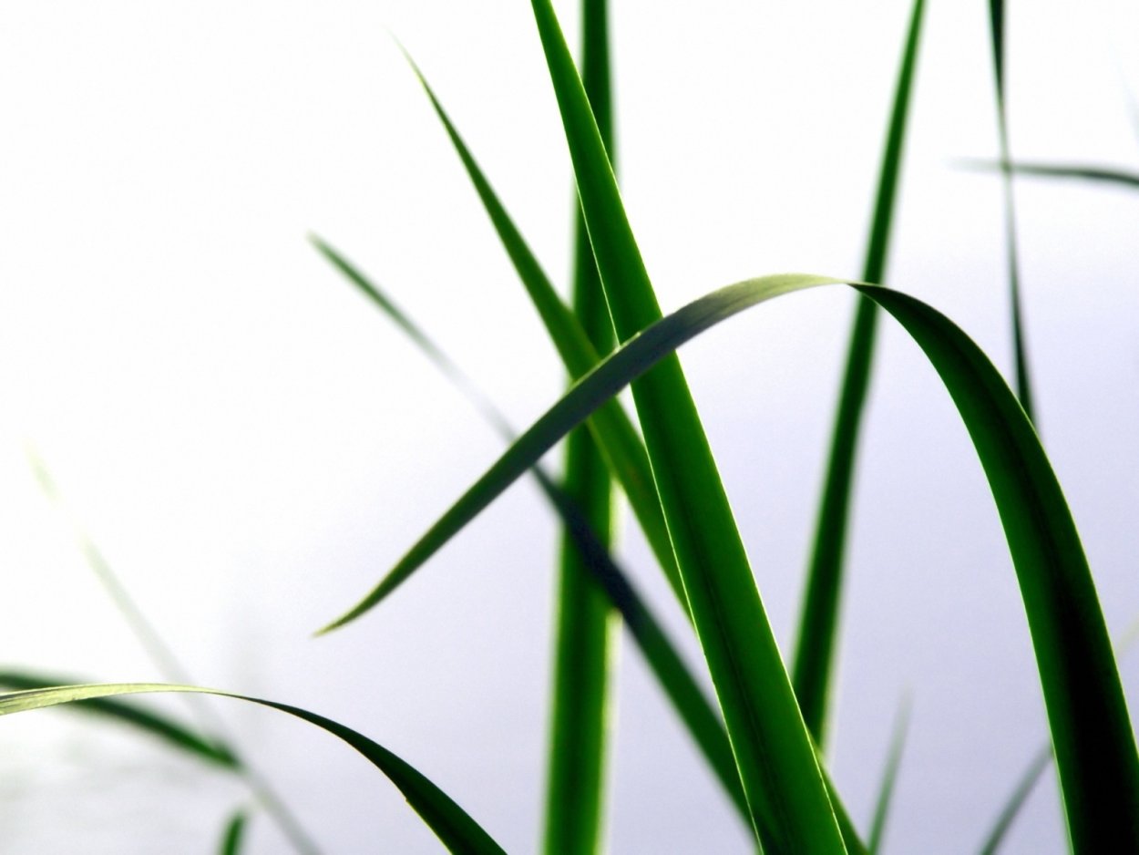 Сухой камыш