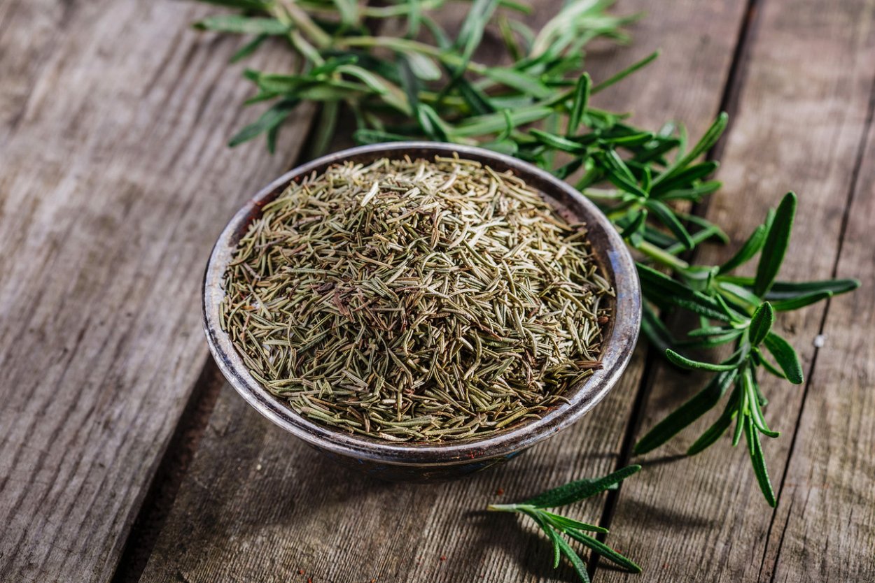 Хвощ полевой (Equisetum arvense)