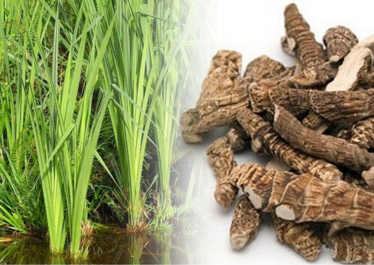 Поле сухой травы