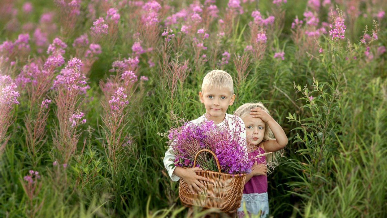 Фон зелень растения