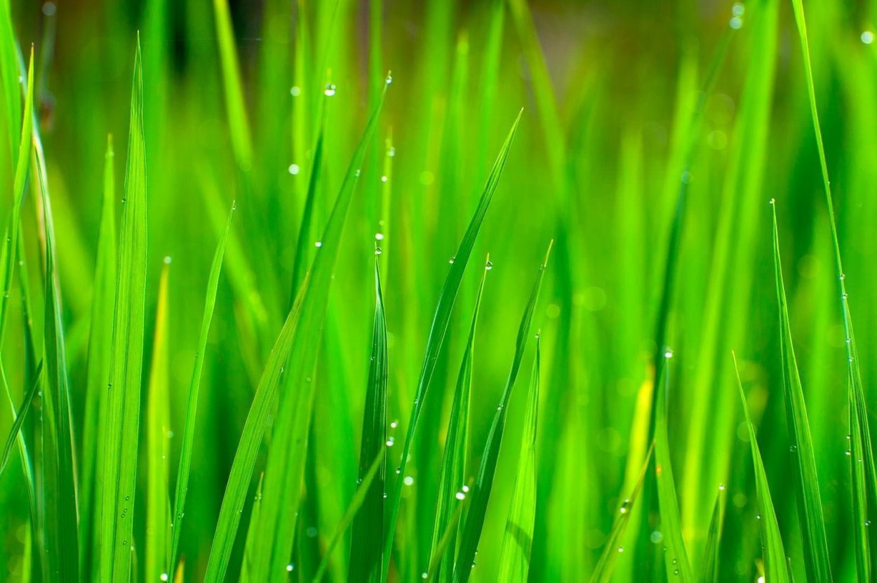 Очень красивая трава