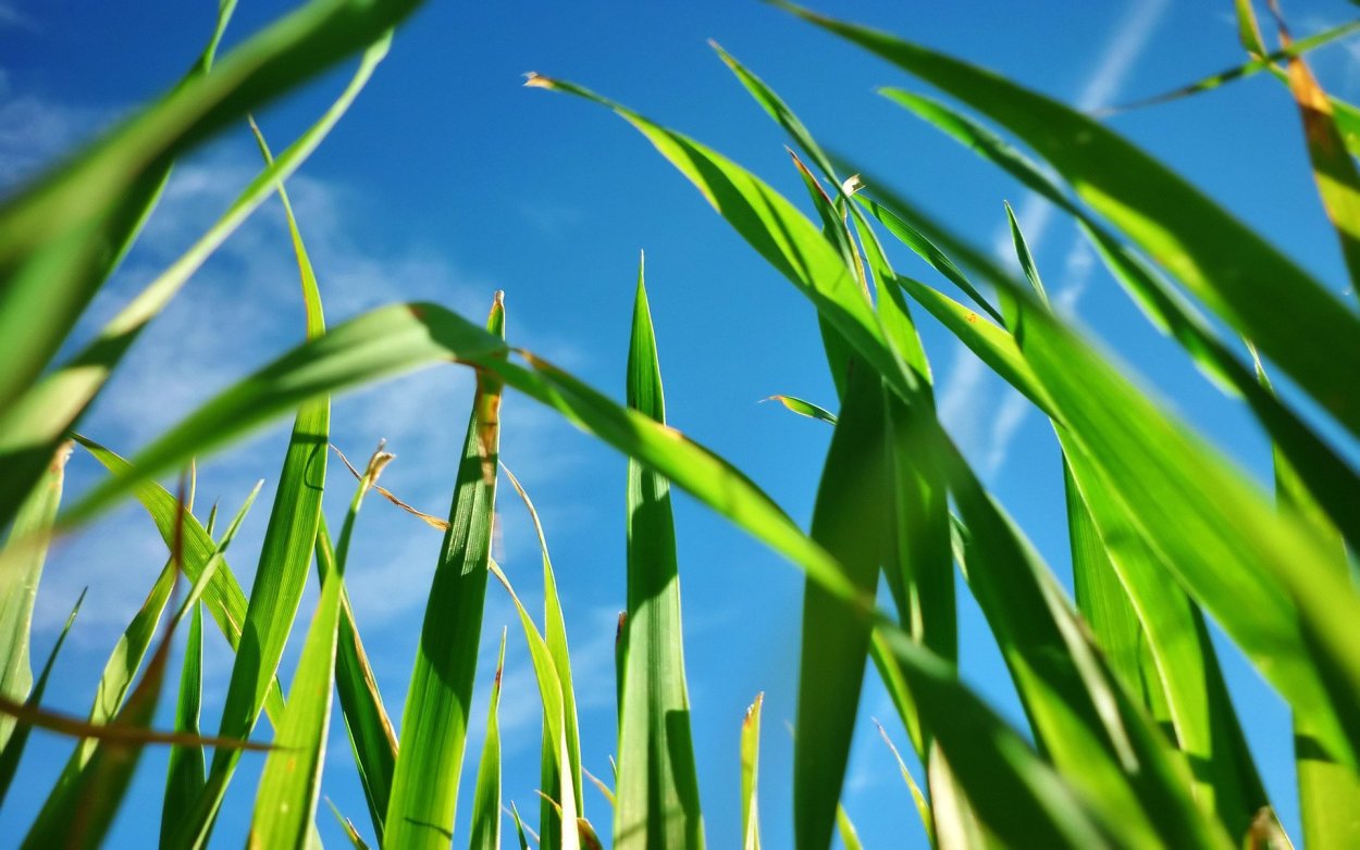 Трава от пьянства кукольник