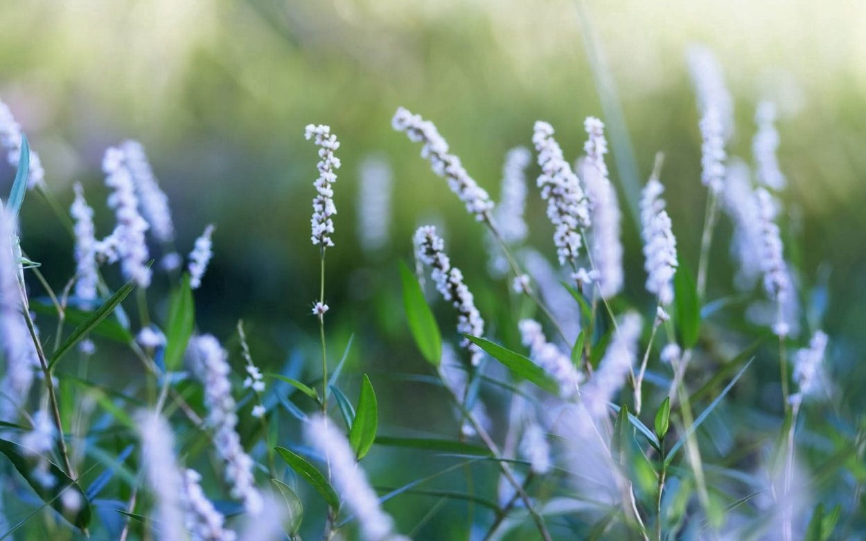 Зеленая трава