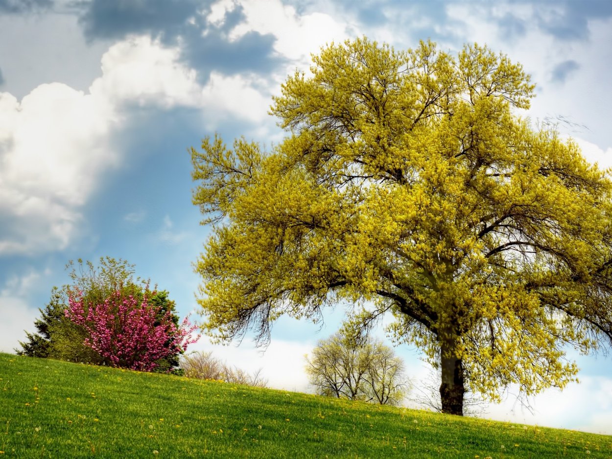 Деревья кусты