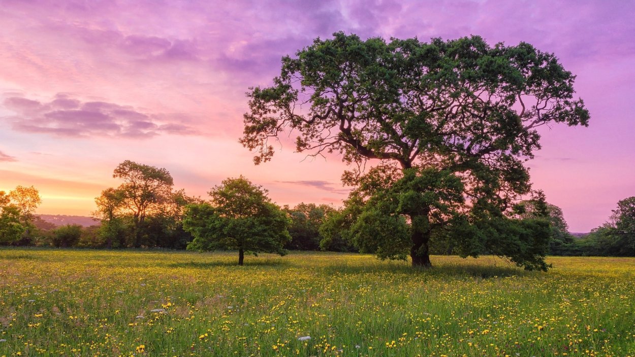 Дерево в поле