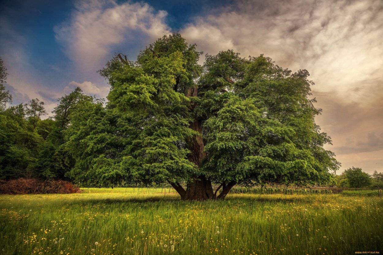 Самый красивый дуб