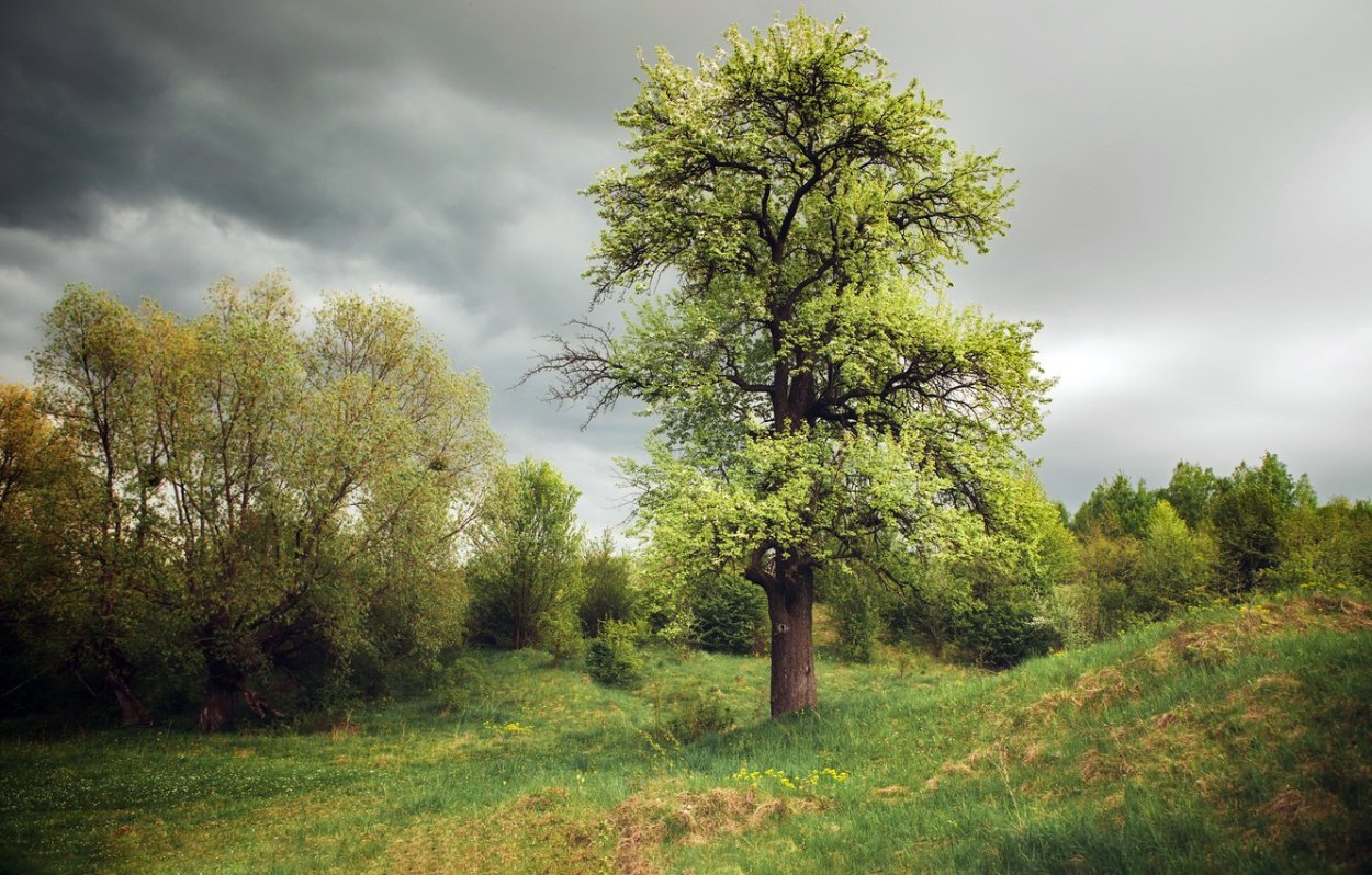 Деревья летом картинки