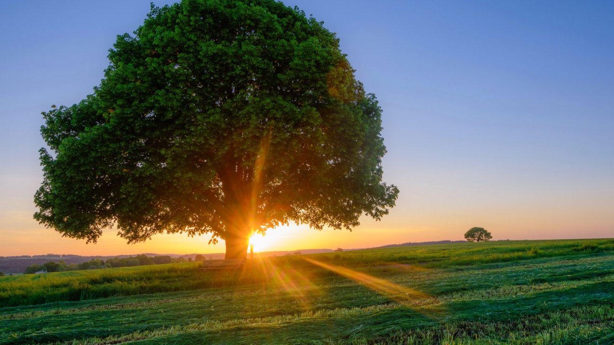 Красивый дуб