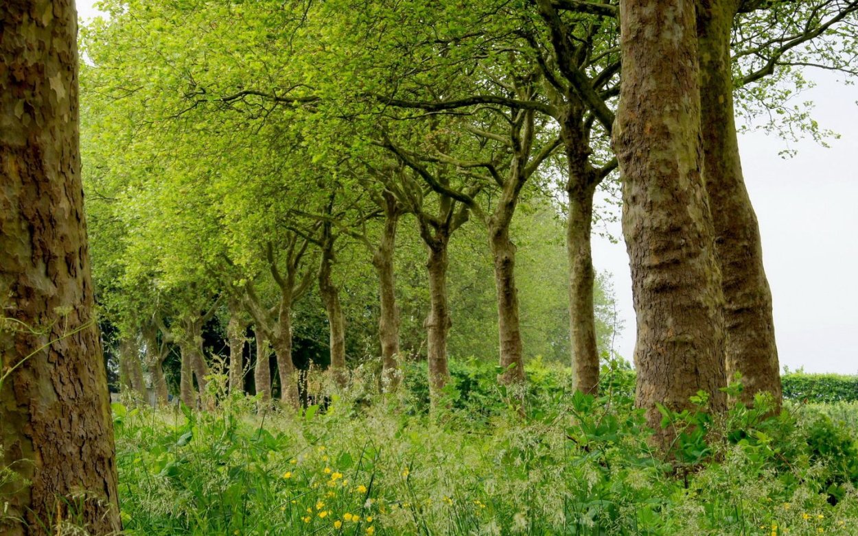 Растения леса деревья