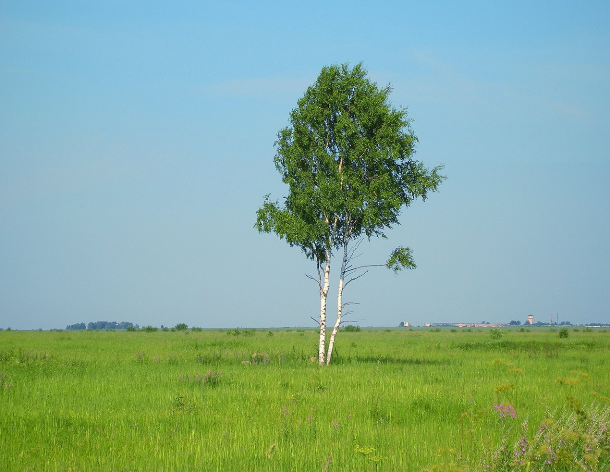 Человек обнимает березу