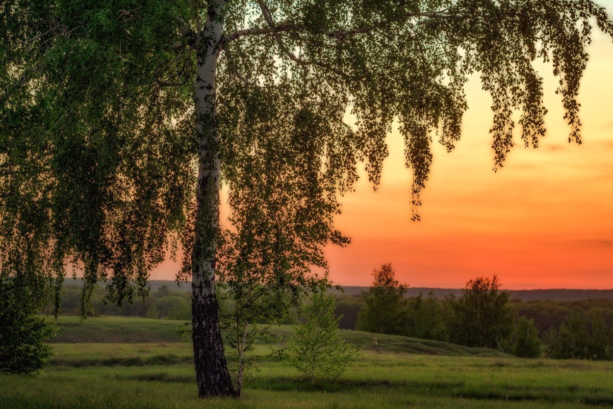 Дерево на берегу реки