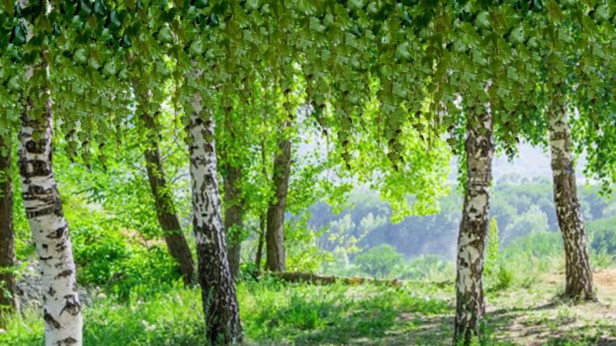 Береза на белом фоне