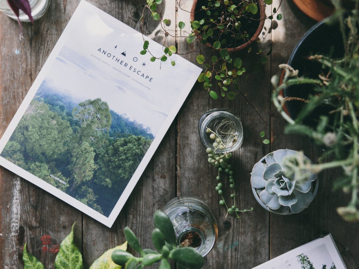 Кипрей узколистный сбор