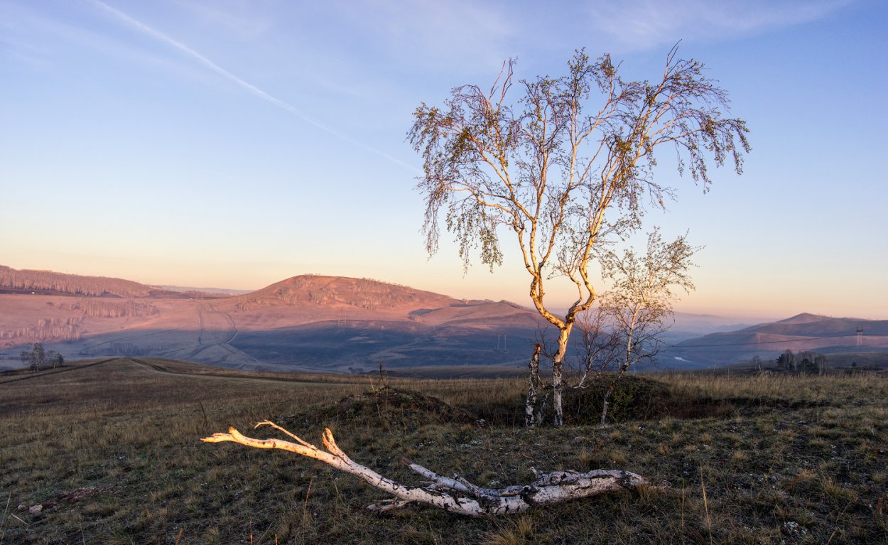 Кудрявая береза