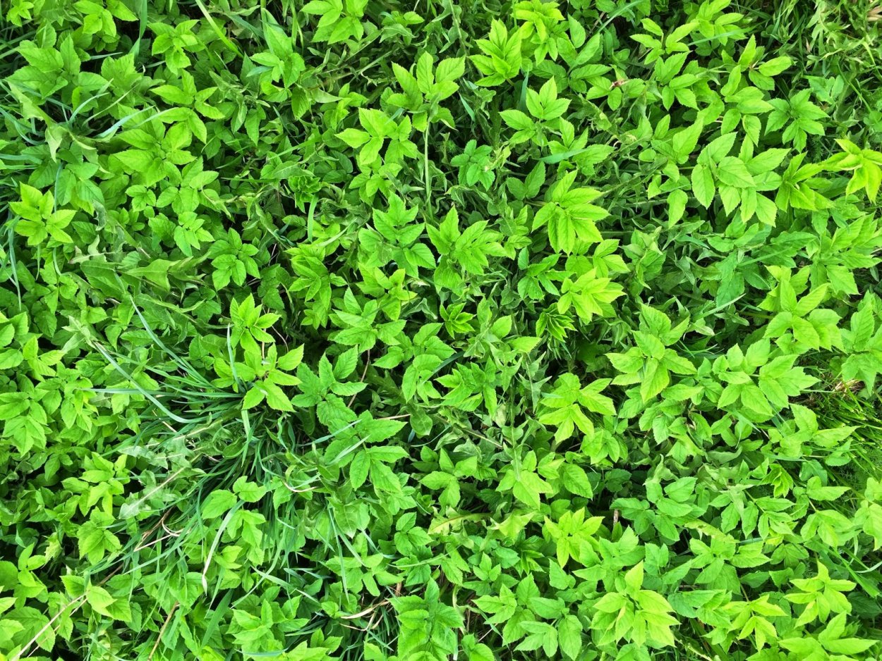 Кизминдюк растение