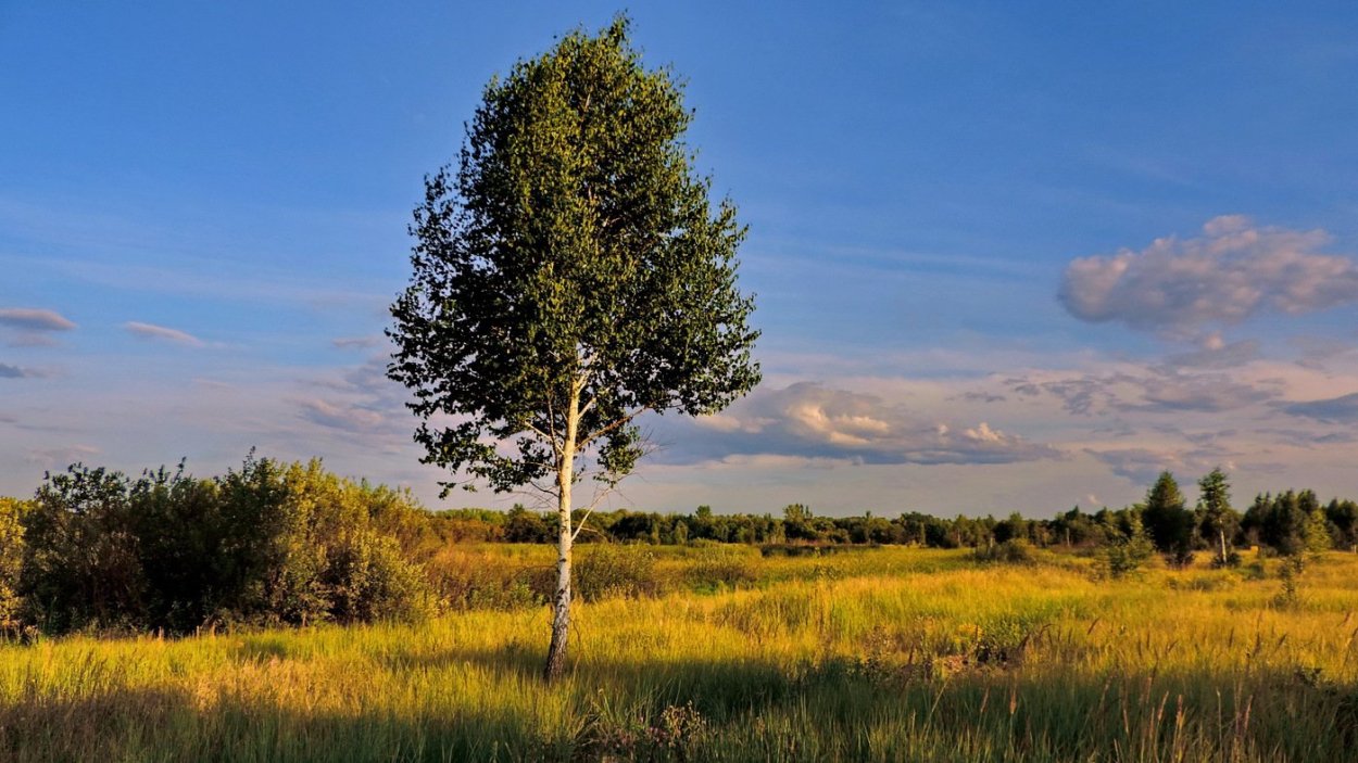 Одинокий Тополь в Калмыкии