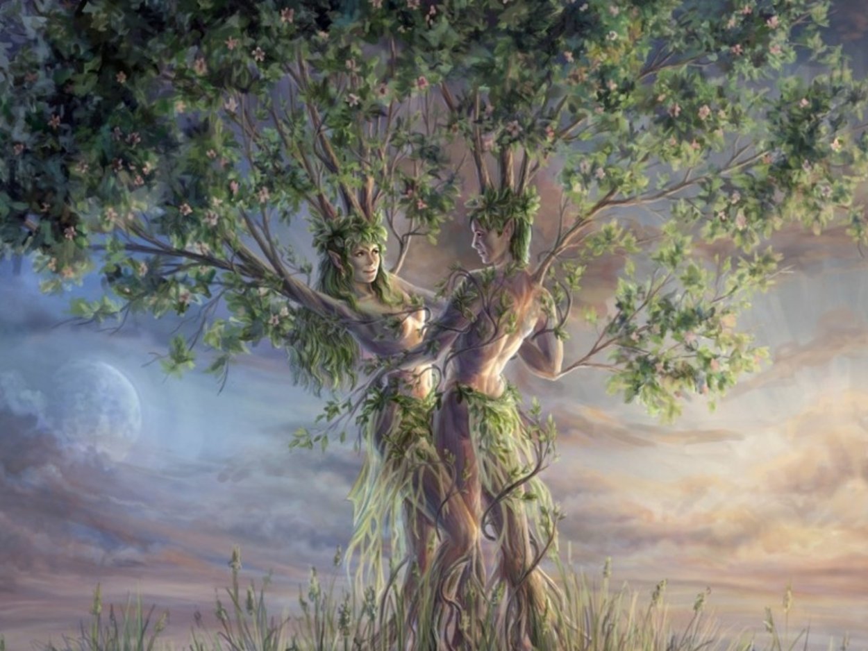 Дерево две стороны