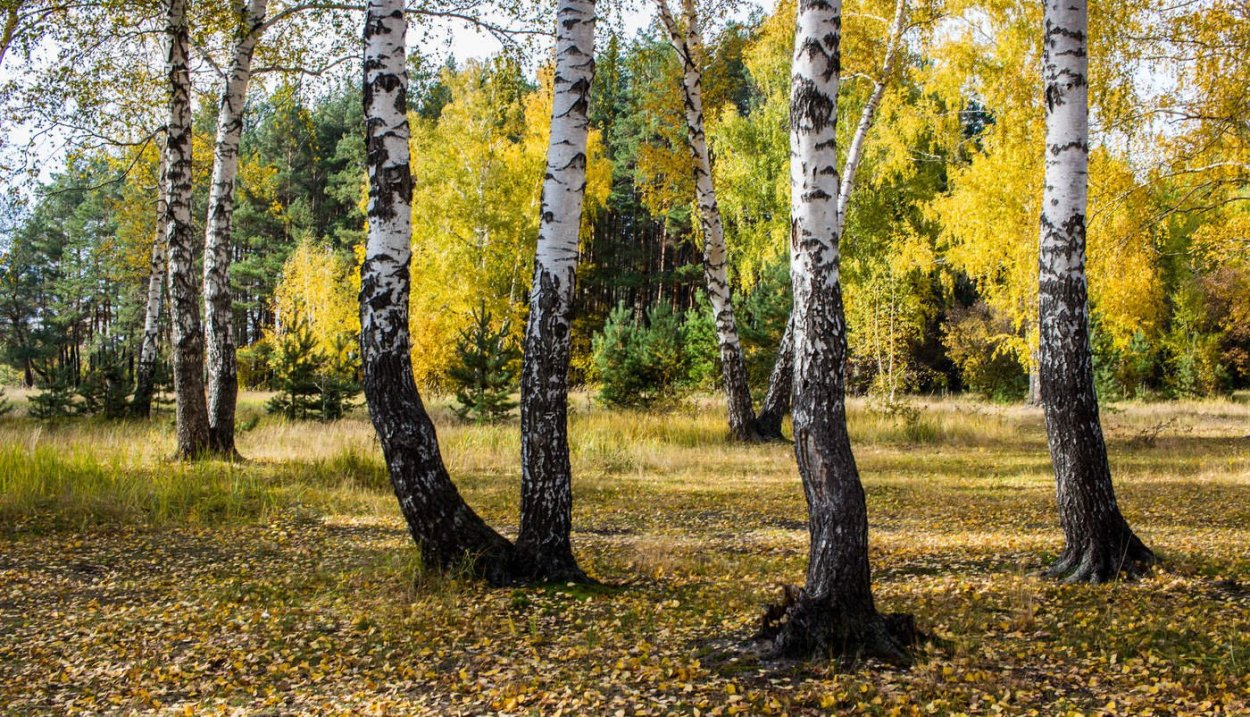 Пень с березами на закате