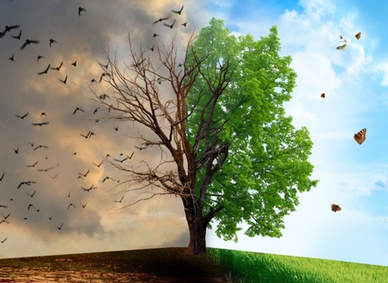 Дерево мужчина и женщина