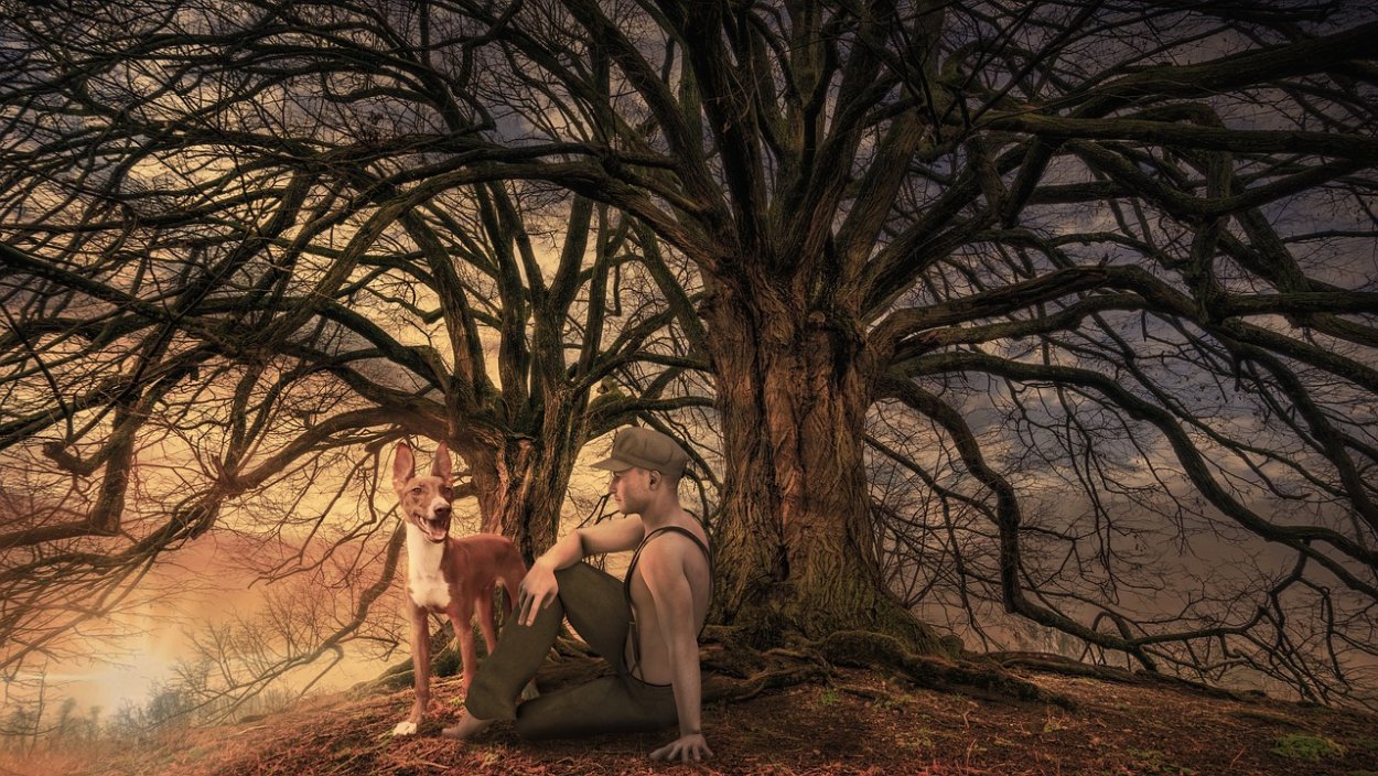 Двойное дерево Касорцо