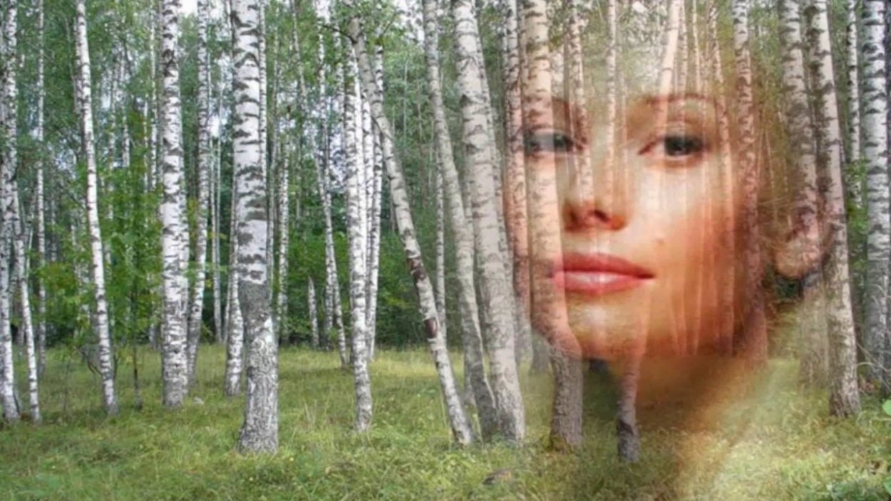 Фотосет Березовая роща