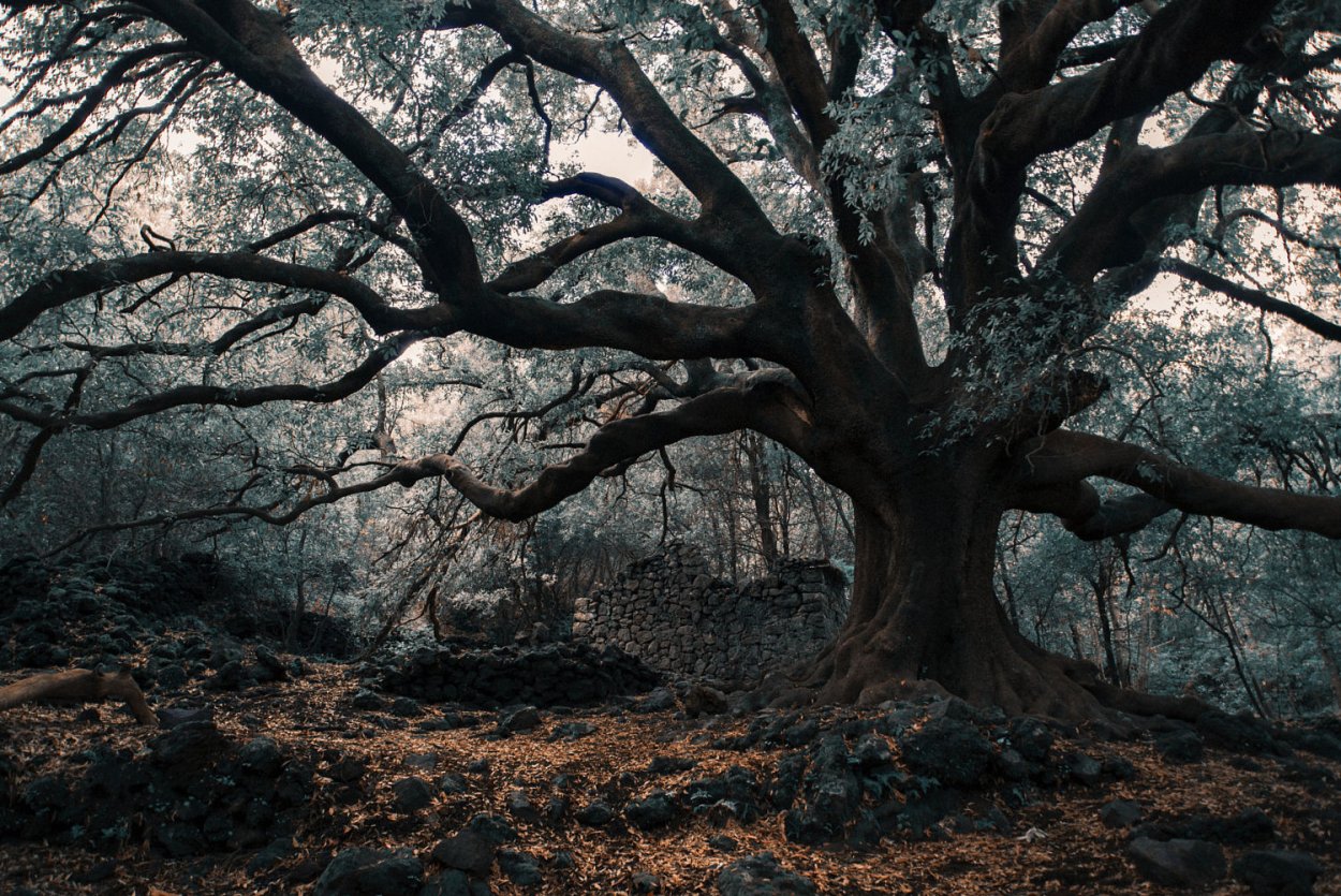 Прокудливая береза