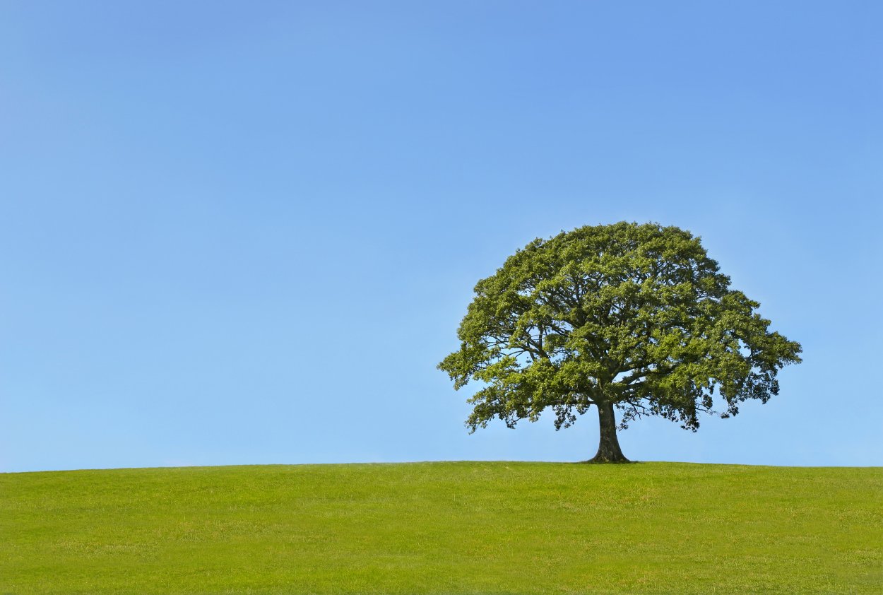 Раскидистая крона дуб