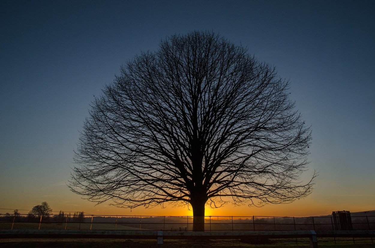 Светлана Лаврентьева кот басё