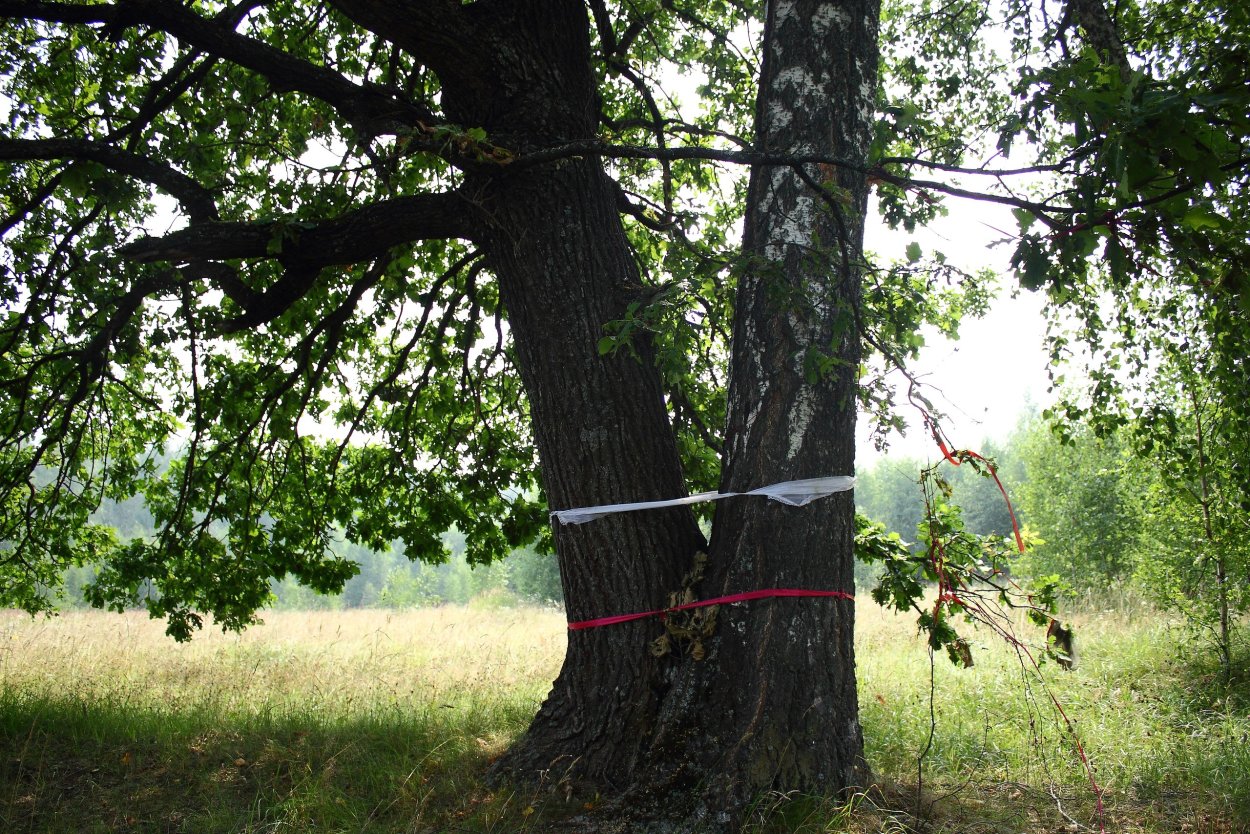 Живописное дерево