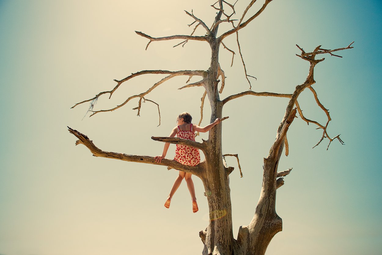 Дерево растет сквозь камень