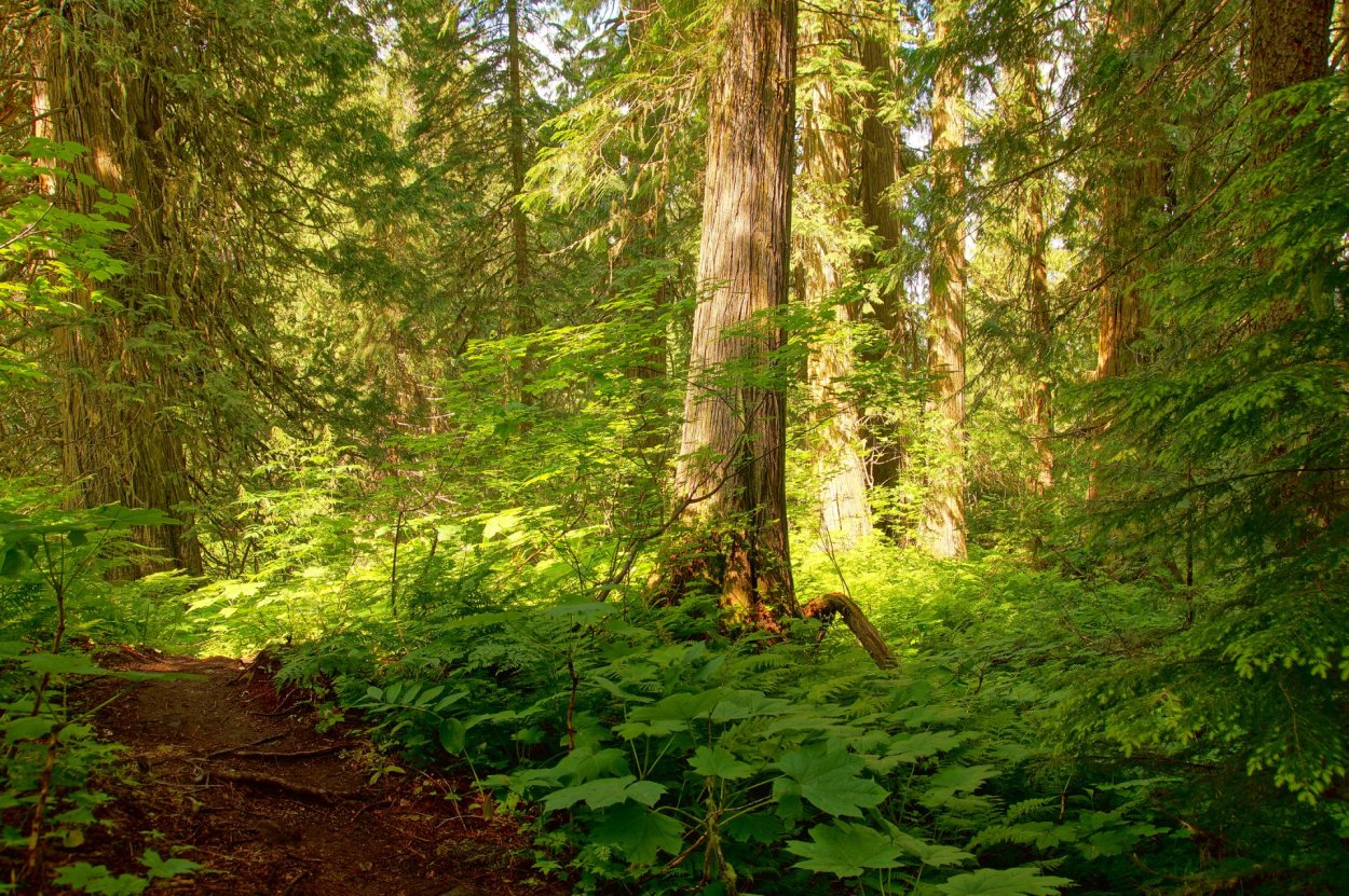 Лесная чаща г Стюарт