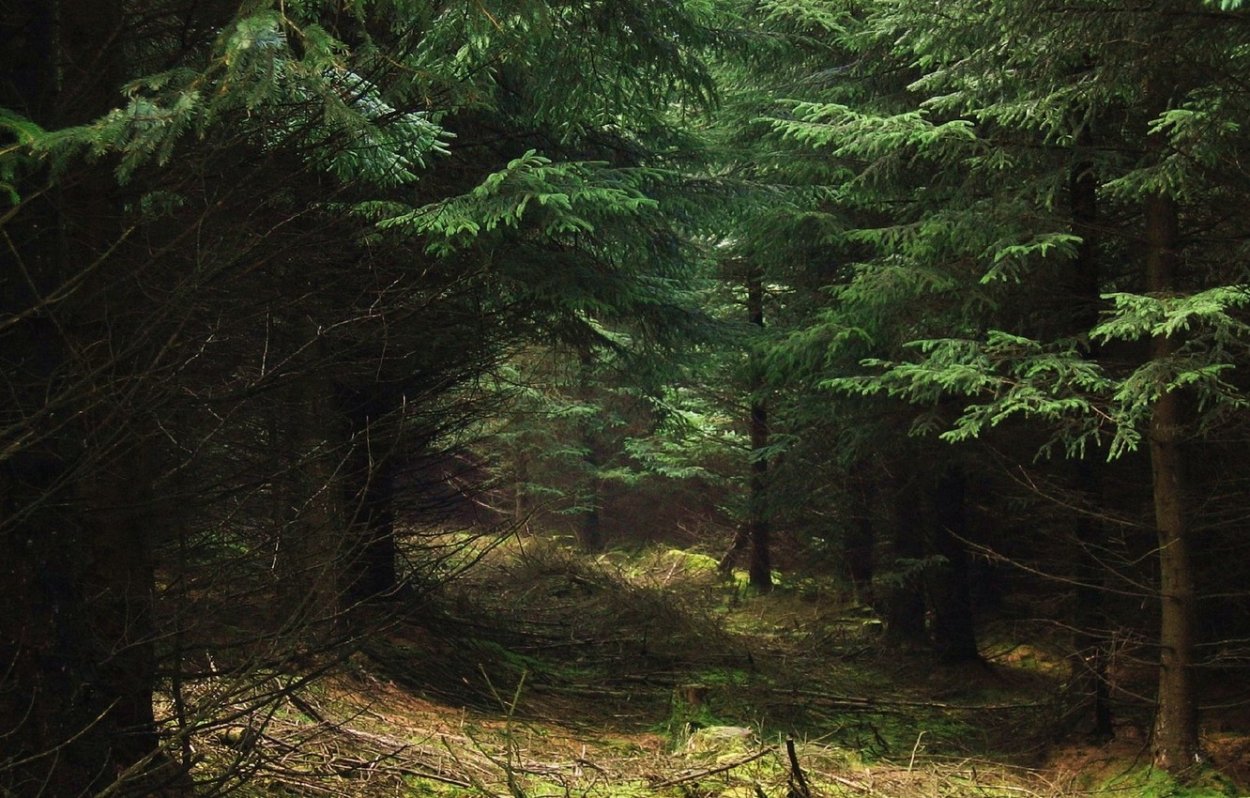 Труднопроходимый хвойный лес