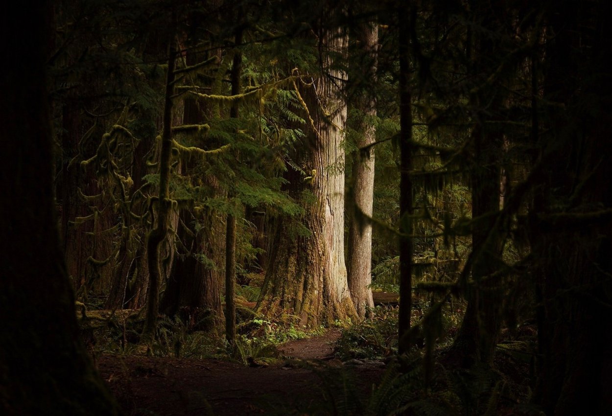 Елово Сосновый лес