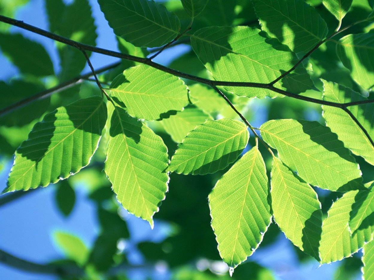 Стол река карагач